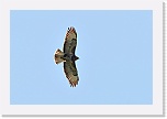 5 hiirihaukka Buteo buteo_6350_hiirihaukka * 900 x 600 * (180KB)